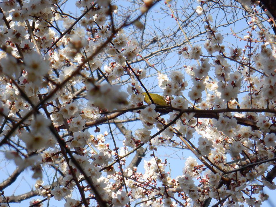 メジロ　梅.jpg