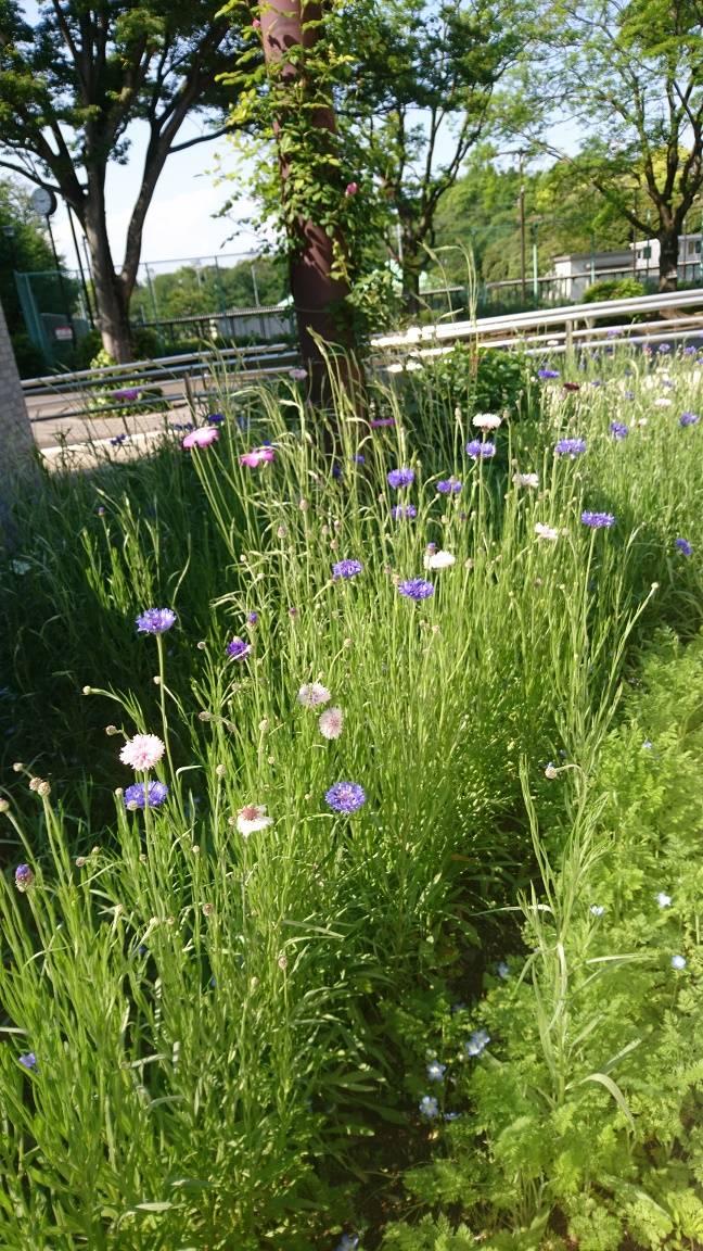 セントーア（矢車草）とアグロステンマ（ムギナデシコ