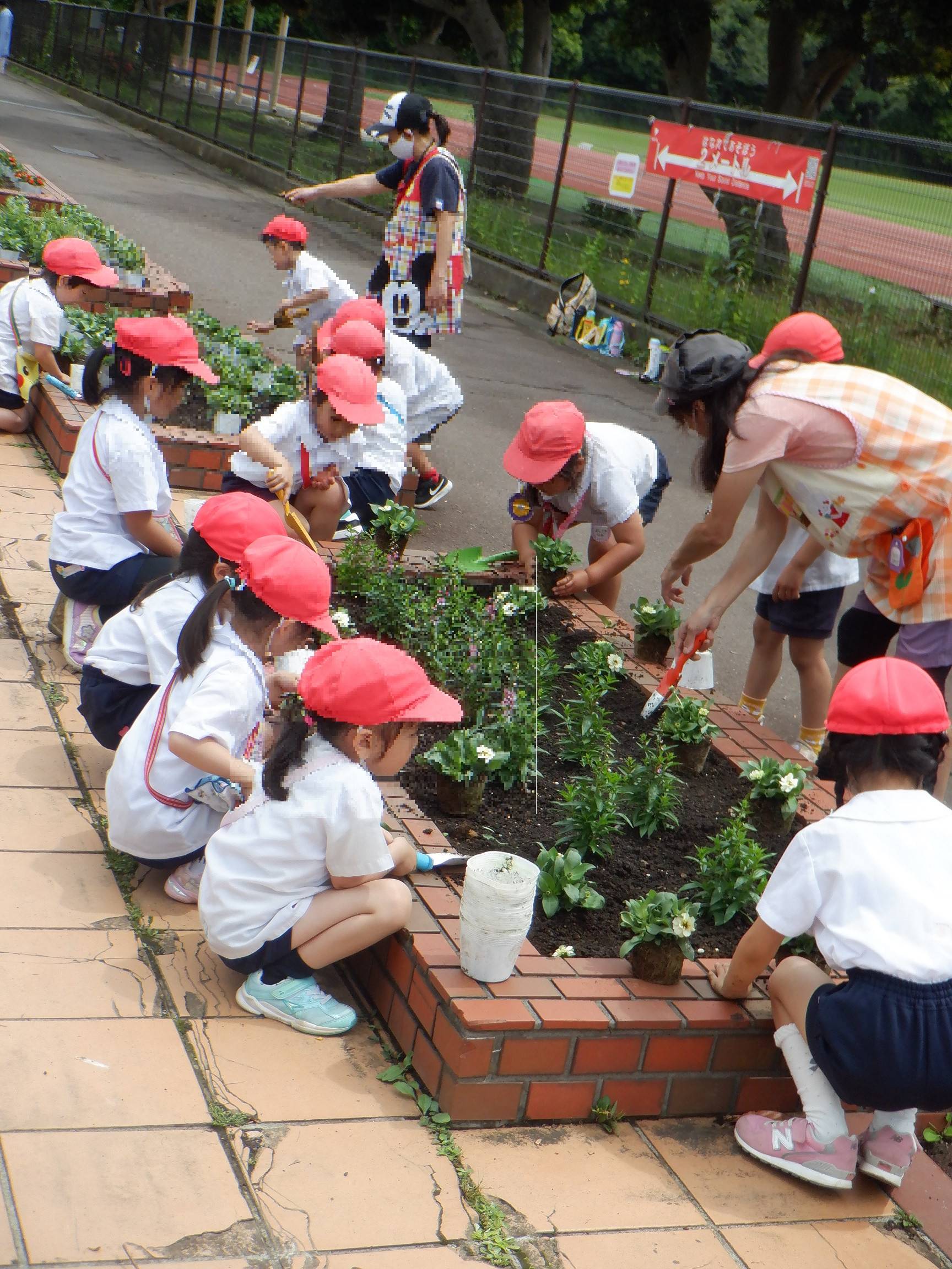 夏の花植え レンガ花壇 ブログ 三ツ沢公園公式サイト 公益財団法人 横浜市緑の協会
