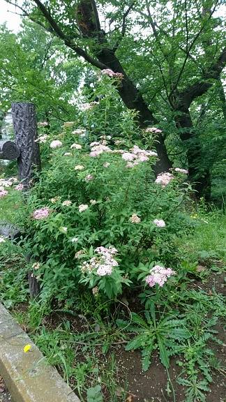 陸上競技場まわり桜山側 ピンク.jpg