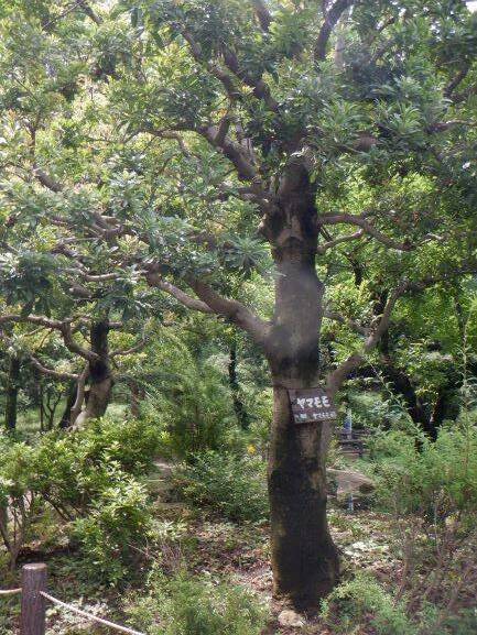 ヤマモモの果実 ブログ 三ツ沢公園公式サイト 公益財団法人 横浜市緑の協会 ヤマモモの果実 ブログ 三ツ沢公園公式サイト 公益財団法人 横浜市緑の協会