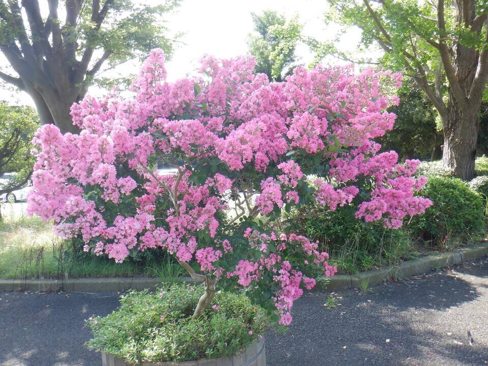 サルスベリの木で作った飾り台・花台（1）の通販 by lucky愛