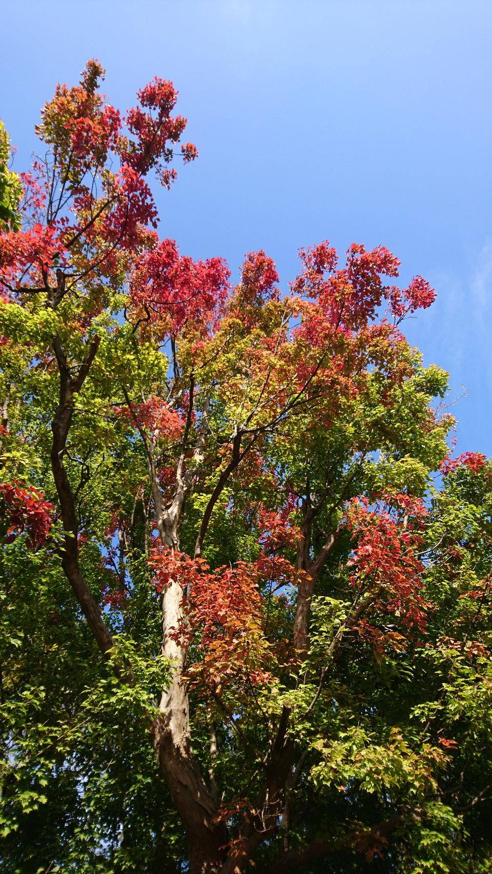 トウカエデ3.jpg