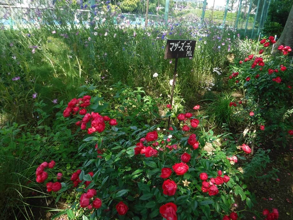 バラ マザーズ3.jpg