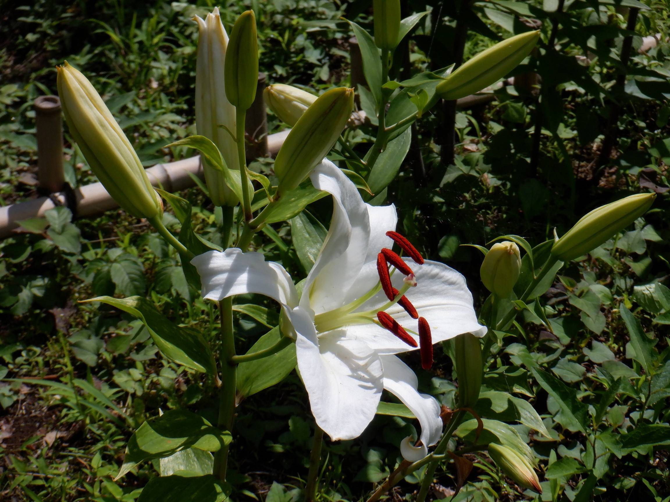 カサブランカ - ブログ.jpg