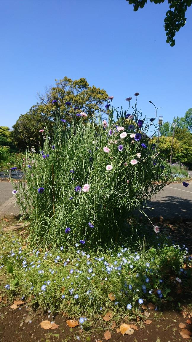セントーア（矢車草）とアグロステンマ（ムギナデシコ