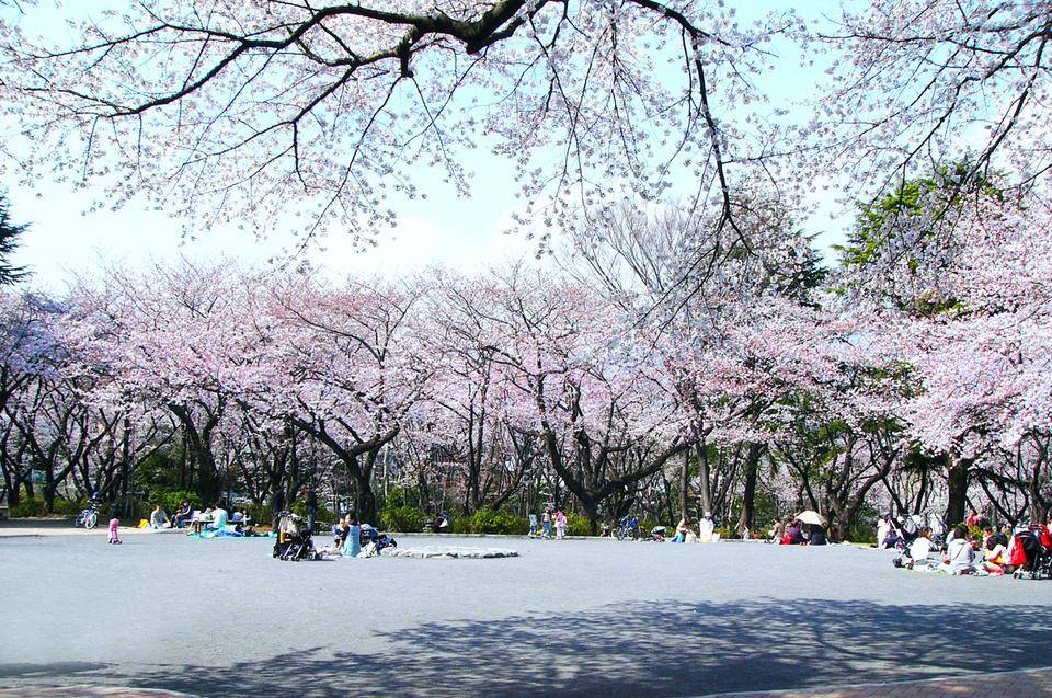 三ツ沢公園_桜山.jpg