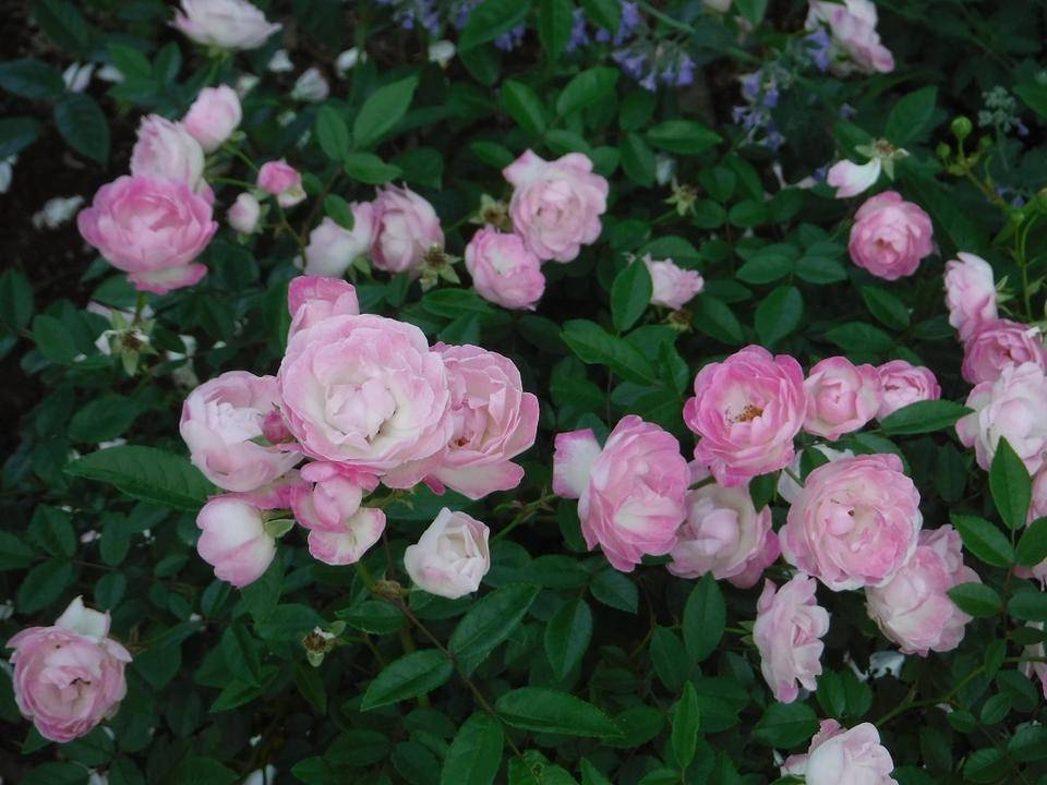 バラ 主園路3.jpg