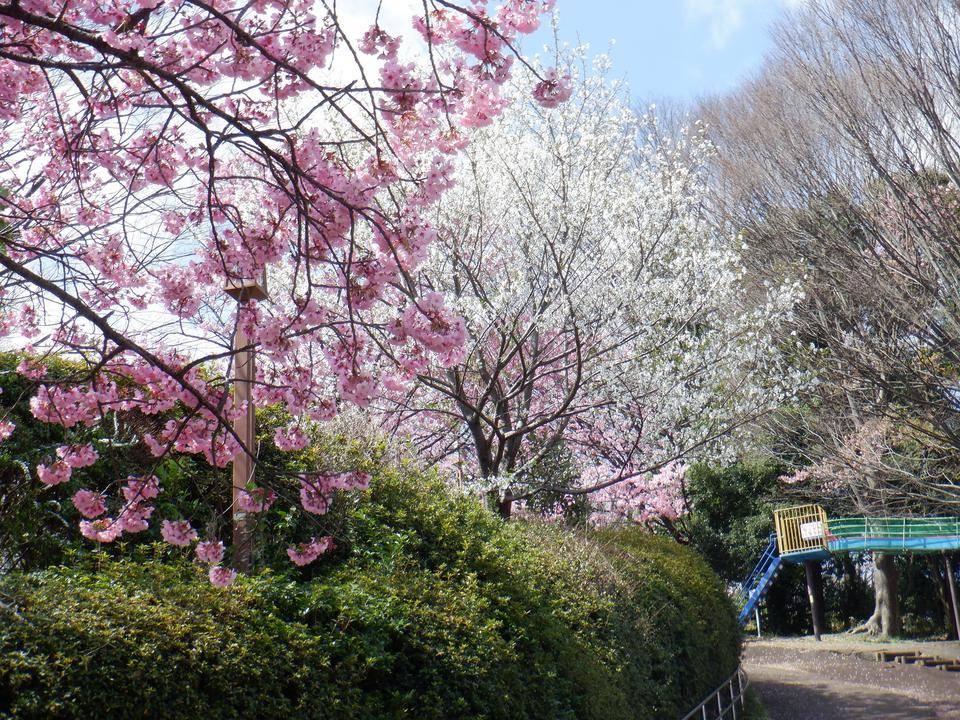 DSCF7026わんぱく広場のサクラとコブシ.jpg