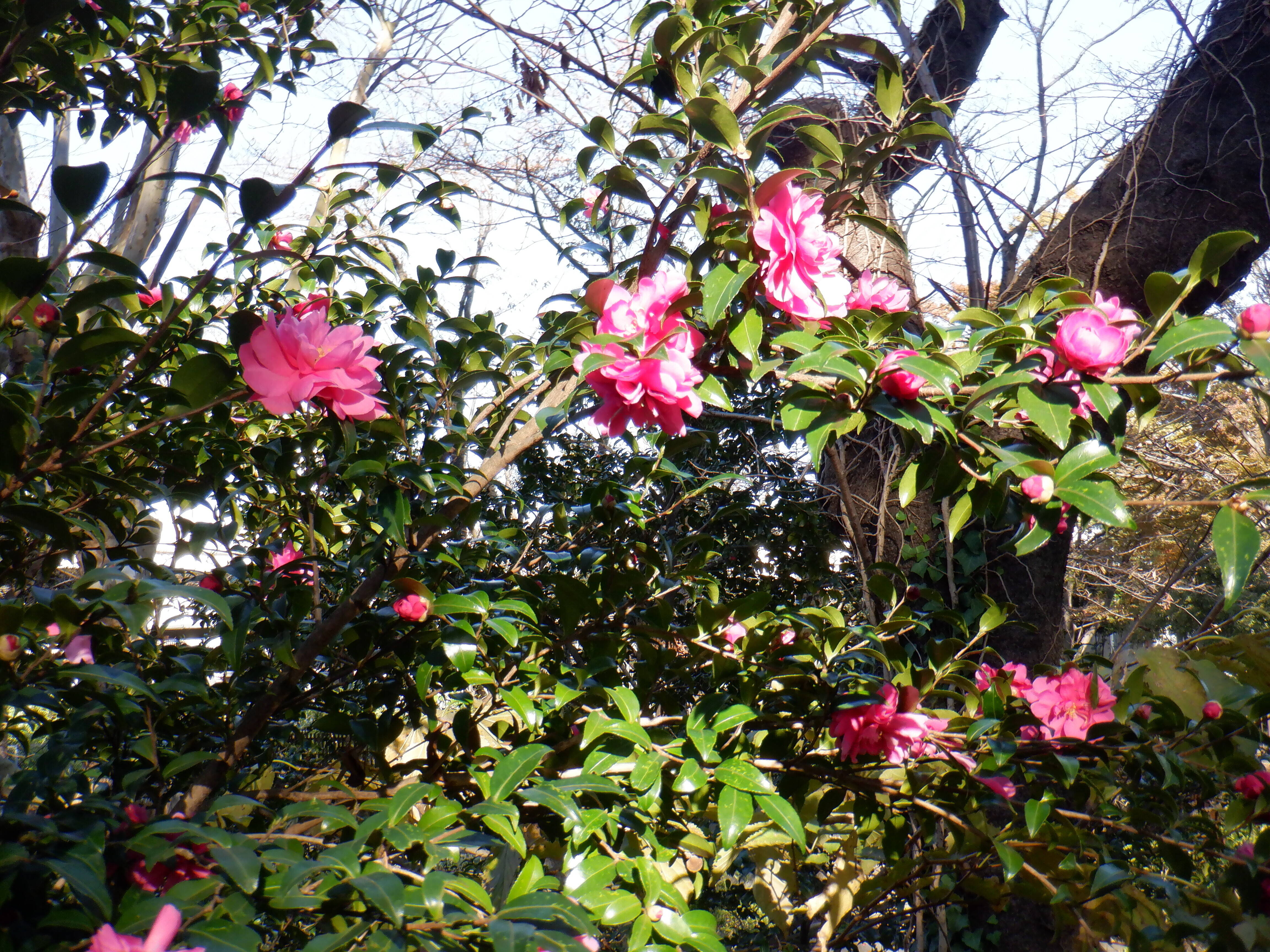 DSCF0798.jpg