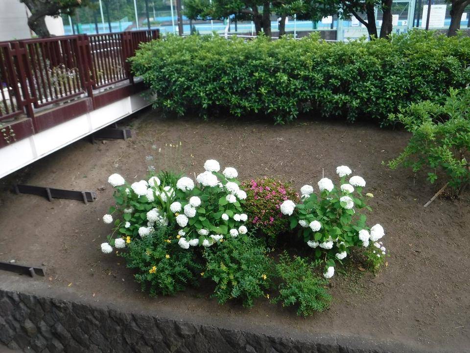 アナベル ブログ 三ツ沢公園公式サイト 公益財団法人 横浜市緑の協会 アナベル ブログ 三ツ沢公園公式サイト 公益財団法人 横浜市緑の協会