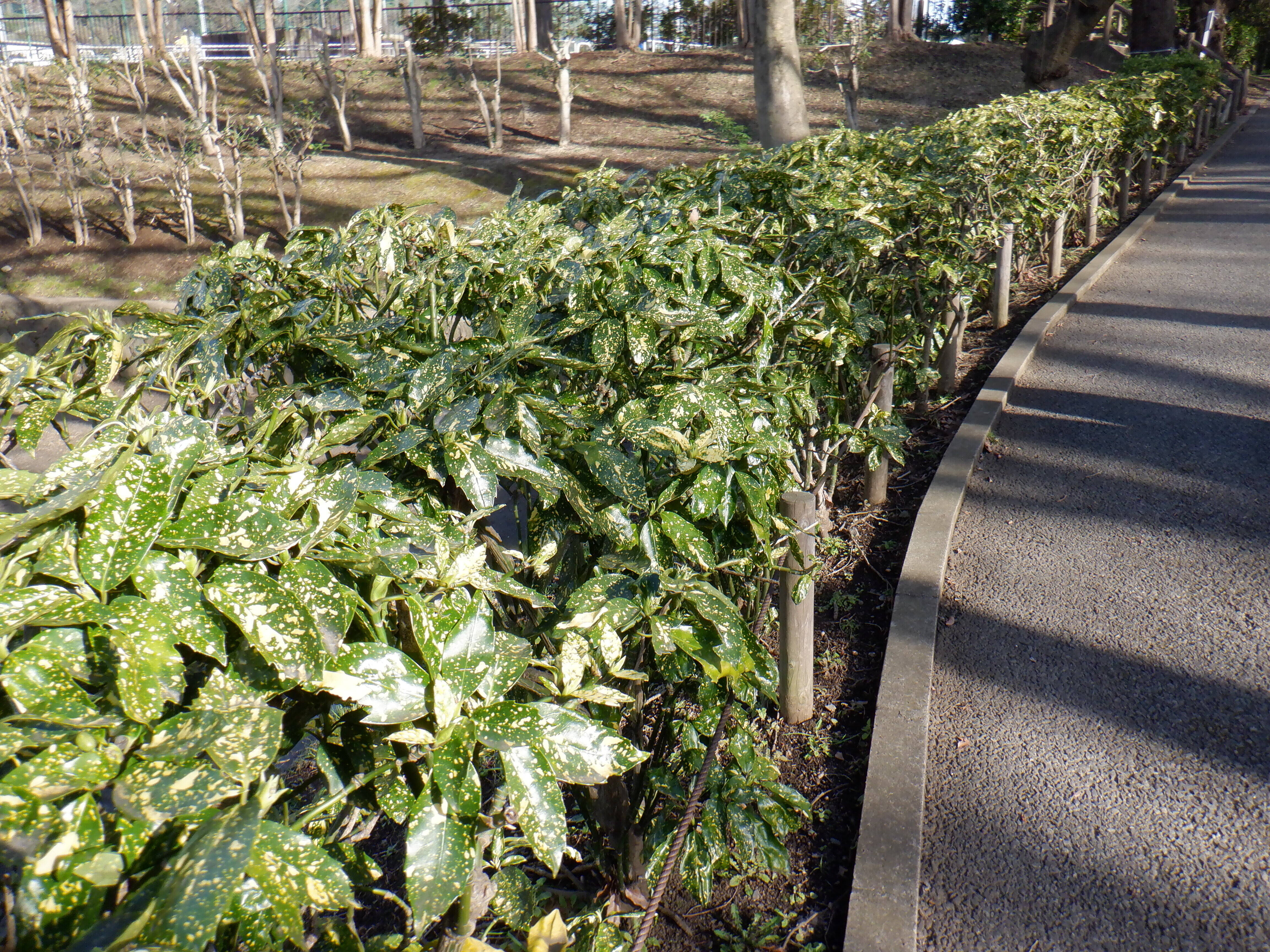 アオキの花芽が出はじめました ブログ 三ツ沢公園公式サイト 公益財団法人 横浜市緑の協会