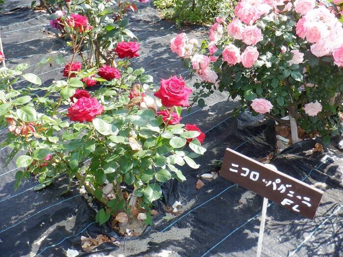 花壇広場のバラ その２ ブログ 三ツ沢公園公式サイト 公益財団法人 横浜市緑の協会