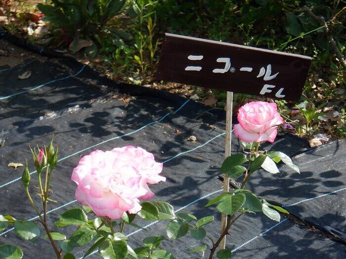 花壇広場のバラ その２ ブログ 三ツ沢公園公式サイト 公益財団法人 横浜市緑の協会