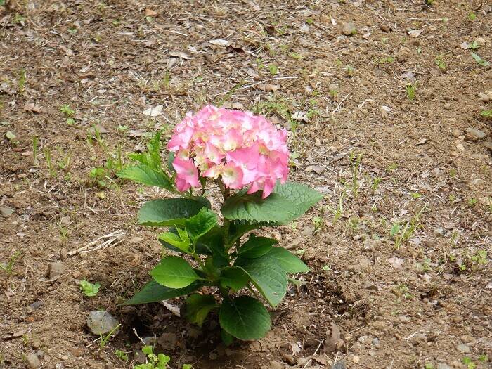 DSCF2537.jpg