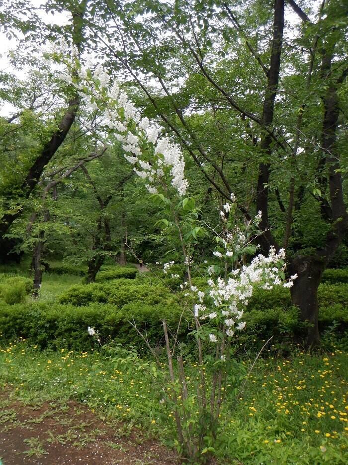 白い花 ウツギ ブログ 三ツ沢公園公式サイト 公益財団法人 横浜市緑の協会 白い花 ウツギ ブログ 三ツ沢公園公式サイト 公益財団法人 横浜市緑の協会