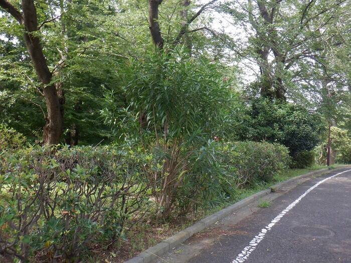 夏の花木「夾竹桃（キョウチクトウ）」|｜ブログ|三ツ沢公園公式