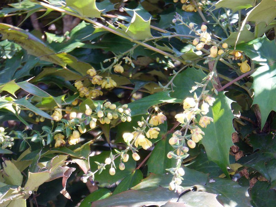 DSCF4366.jpg