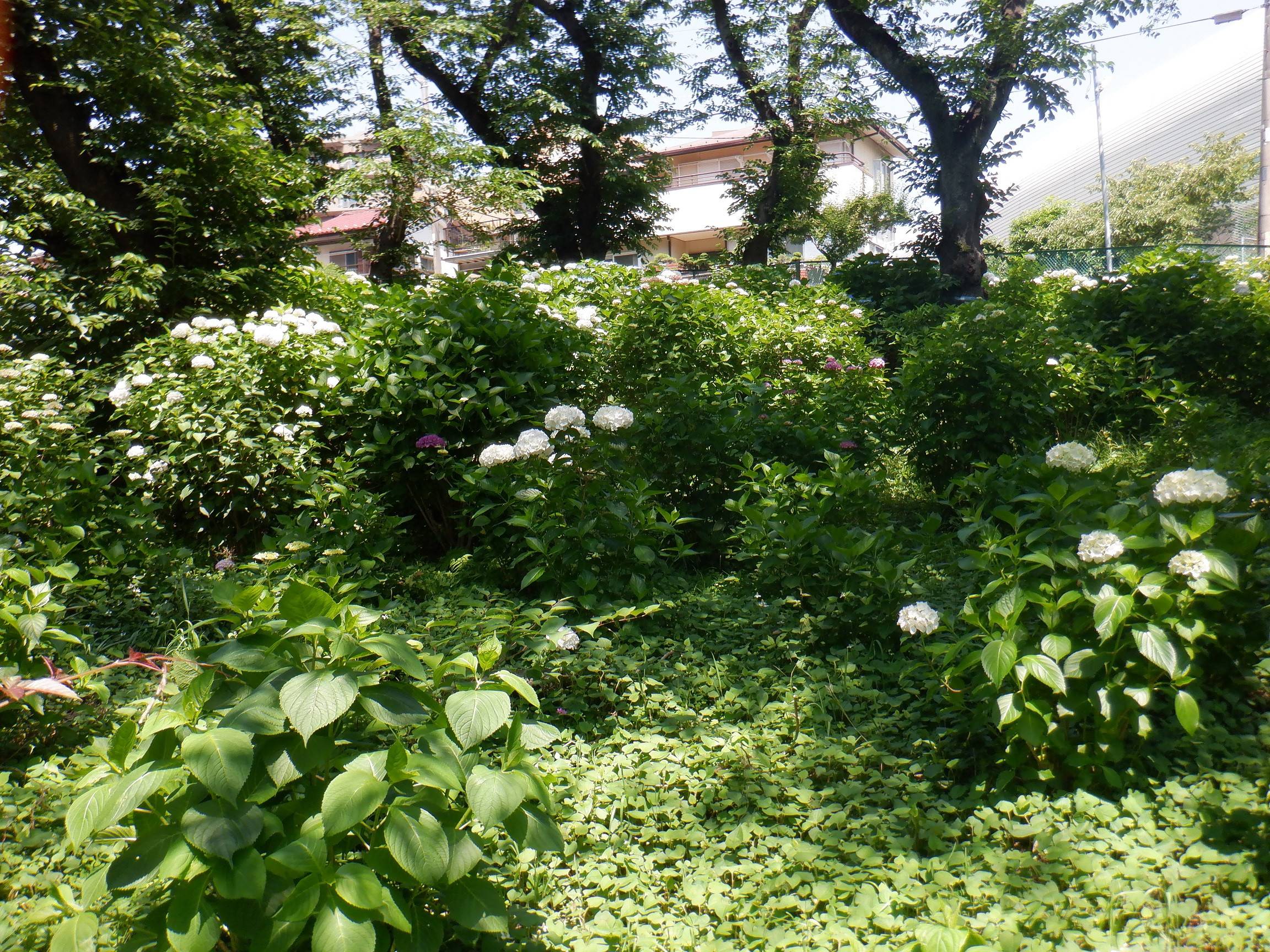 DSCF5437.jpg