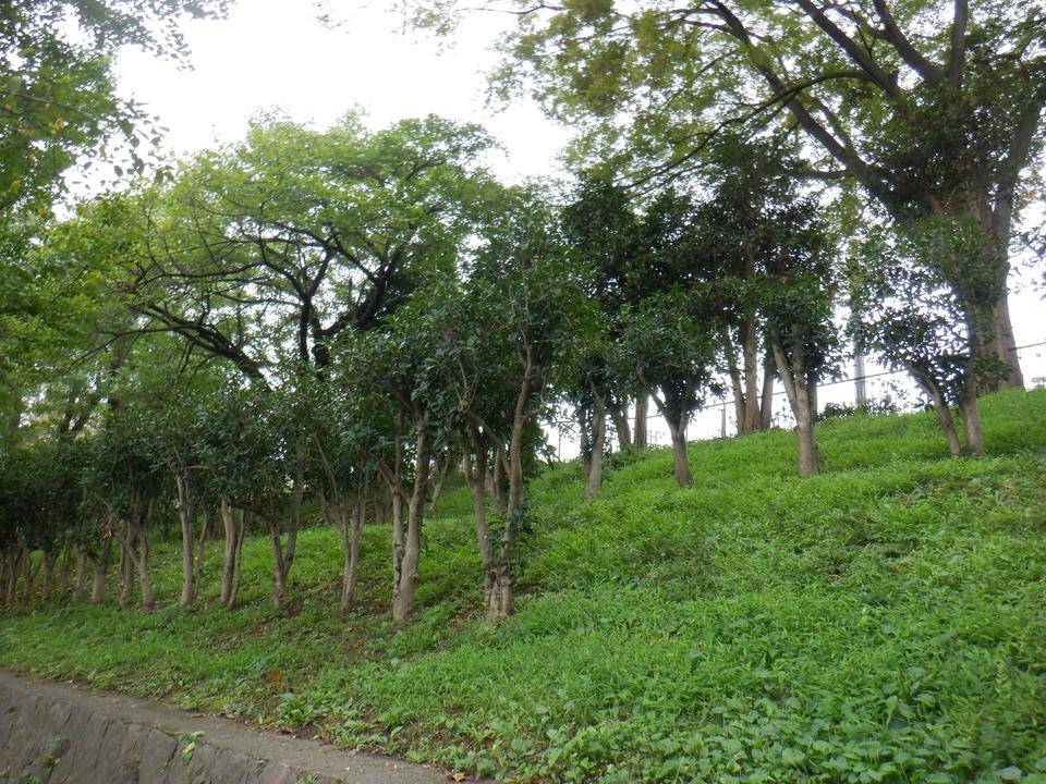 金木犀 キンモクセイ ブログ 三ツ沢公園公式サイト 公益財団法人 横浜市緑の協会