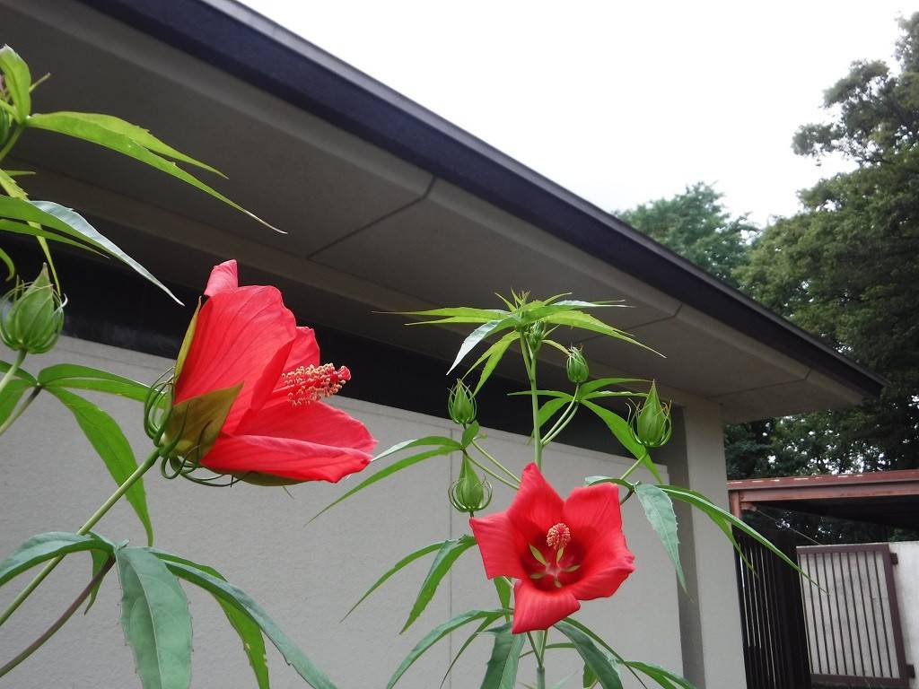 紅葉葵 モミジアオイ ブログ 三ツ沢公園公式サイト 公益財団法人 横浜市緑の協会