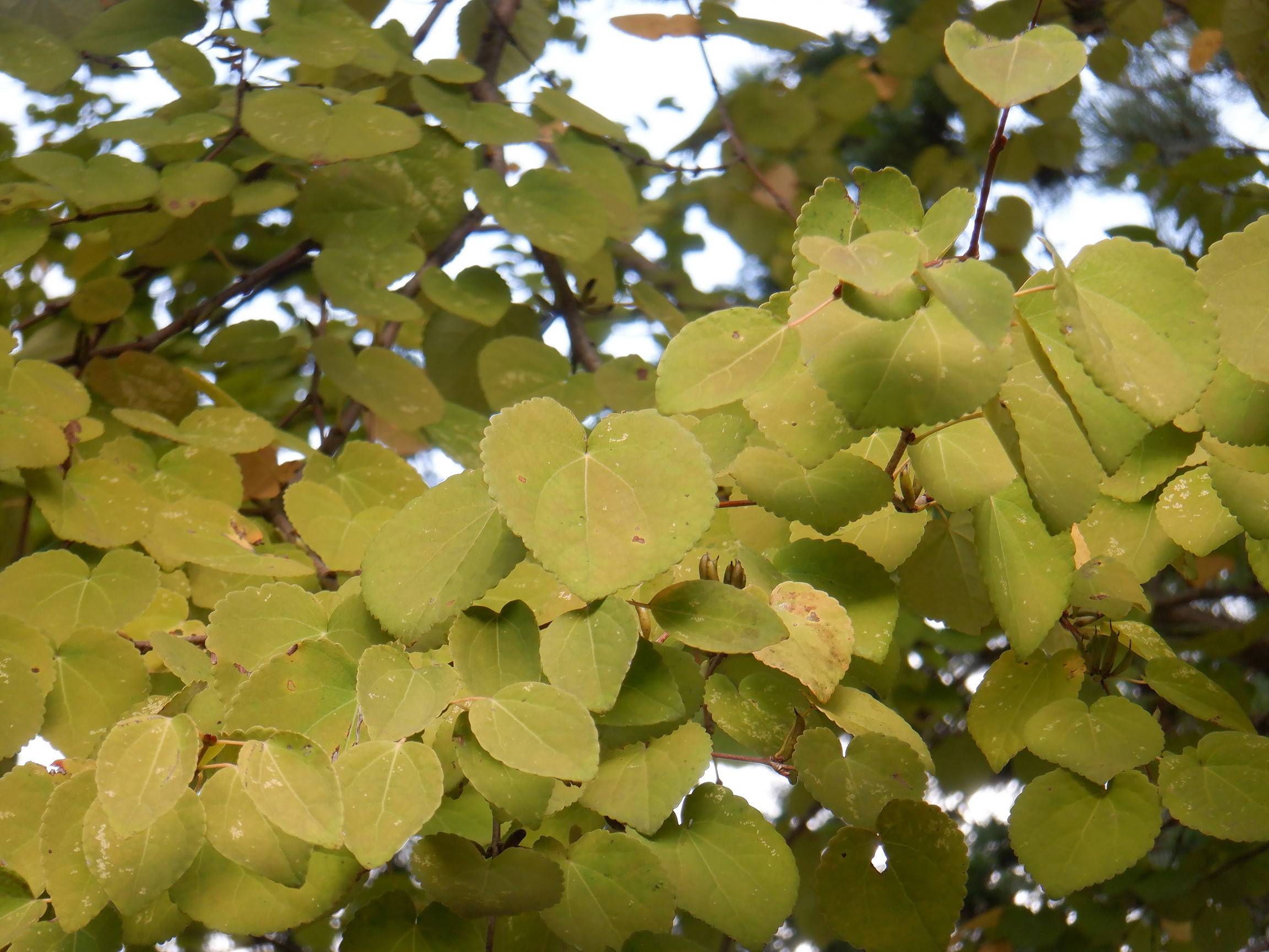 DSCF6149.jpg