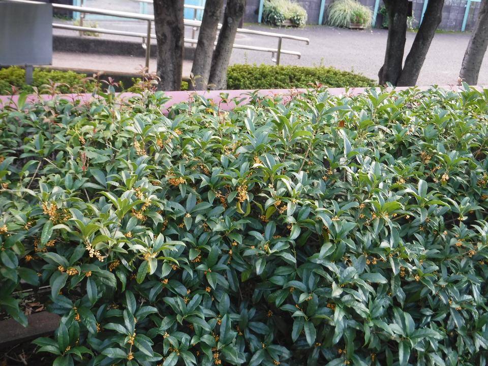 金木犀（キンモクセイ） ２|｜ブログ|三ツ沢公園公式サイト｜公益財団法人 横浜市緑の協会