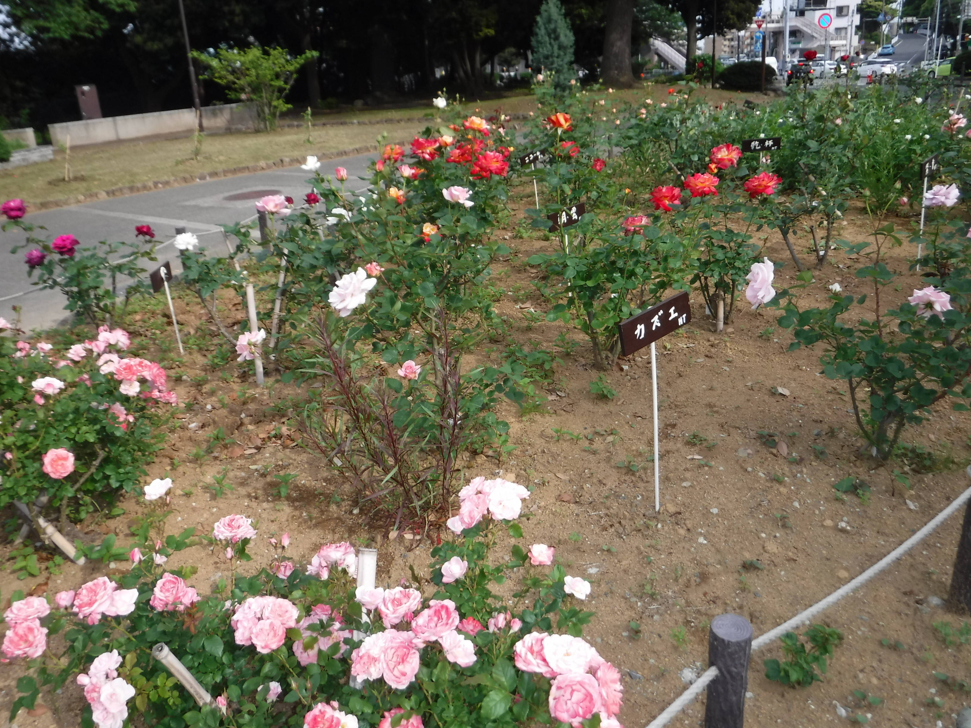 DSCF6534.jpg