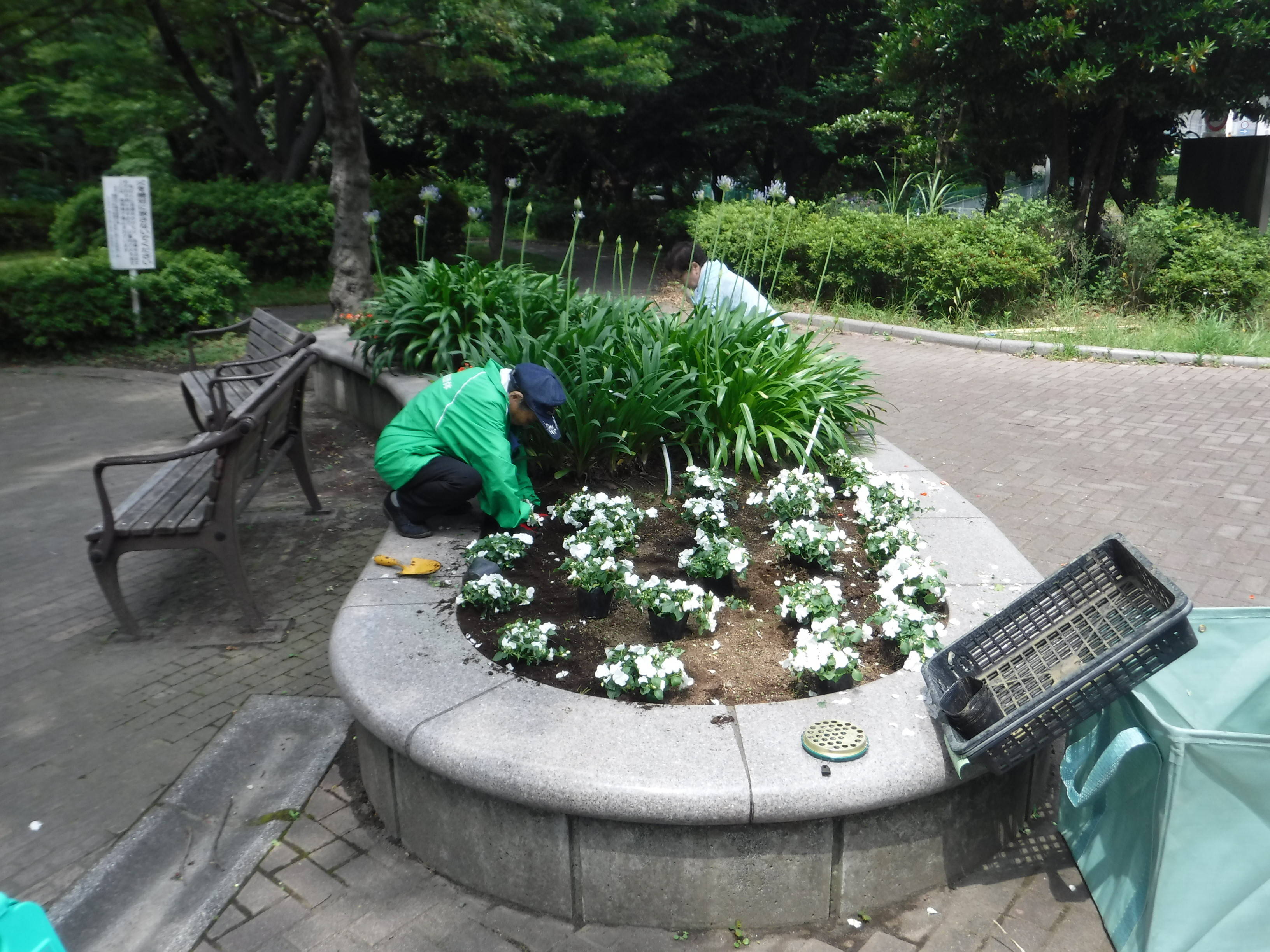 公園入口 自由広場側 花壇の花苗を植え替えました ブログ 三ツ沢公園公式サイト 公益財団法人 横浜市緑の協会