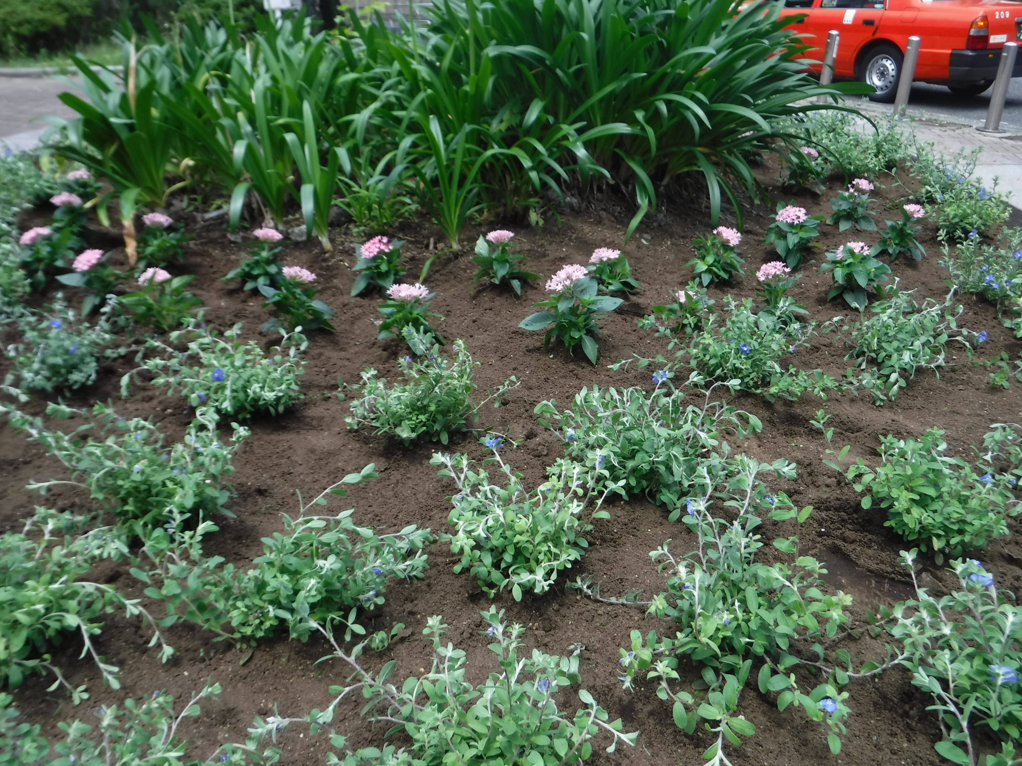 公園入口 自由広場側 花壇の花苗を植え替えました ブログ 三ツ沢公園公式サイト 公益財団法人 横浜市緑の協会 公園入口 自由広場側 花壇の花苗を植え替えました ブログ 三ツ沢公園公式サイト 公益財団法人 横浜市緑の協会