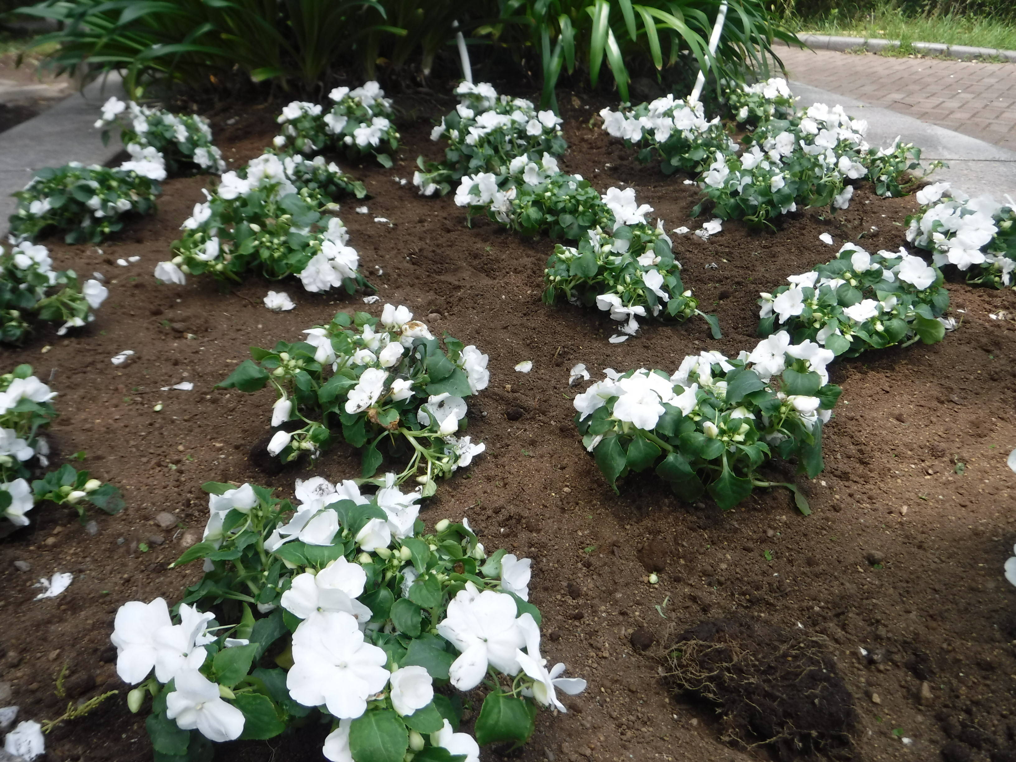 公園入口 自由広場側 花壇の花苗を植え替えました ブログ 三ツ沢公園公式サイト 公益財団法人 横浜市緑の協会