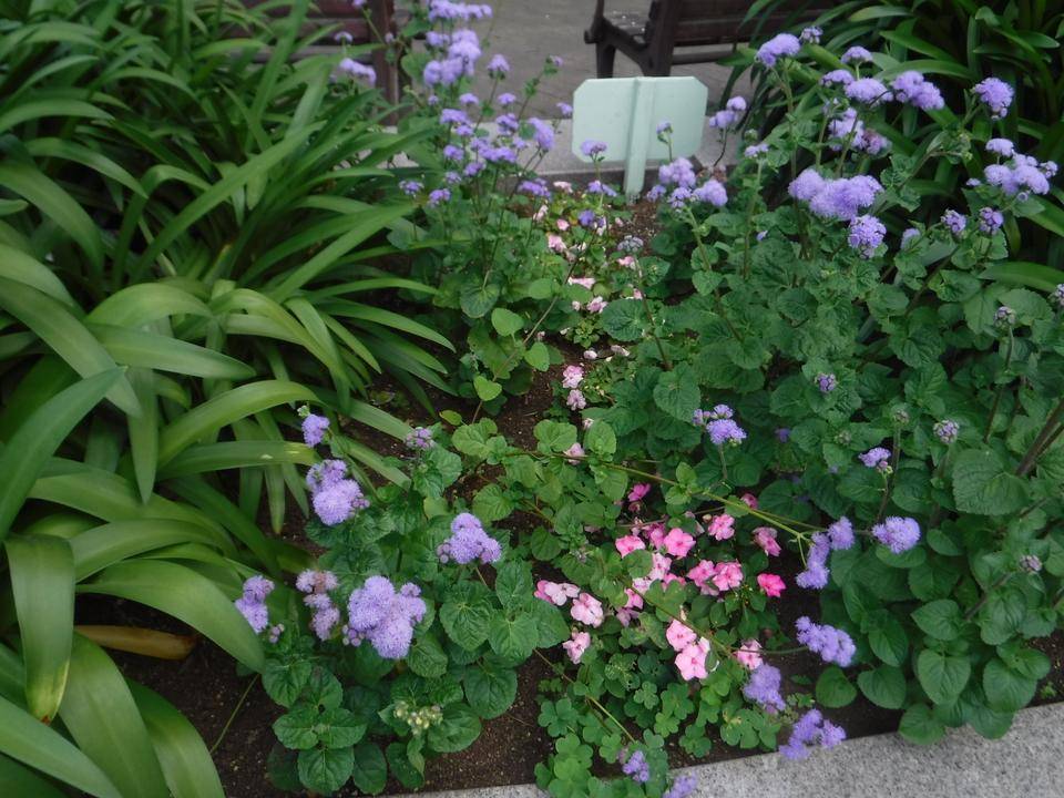DSCF7173.jpg