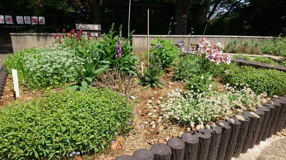 ハーブ・宿根草・多年草花壇||ブログ|三ツ沢公園公式サイト ハーブ・宿根草・多年草花壇||ブログ|三ツ沢公園公式サイト
