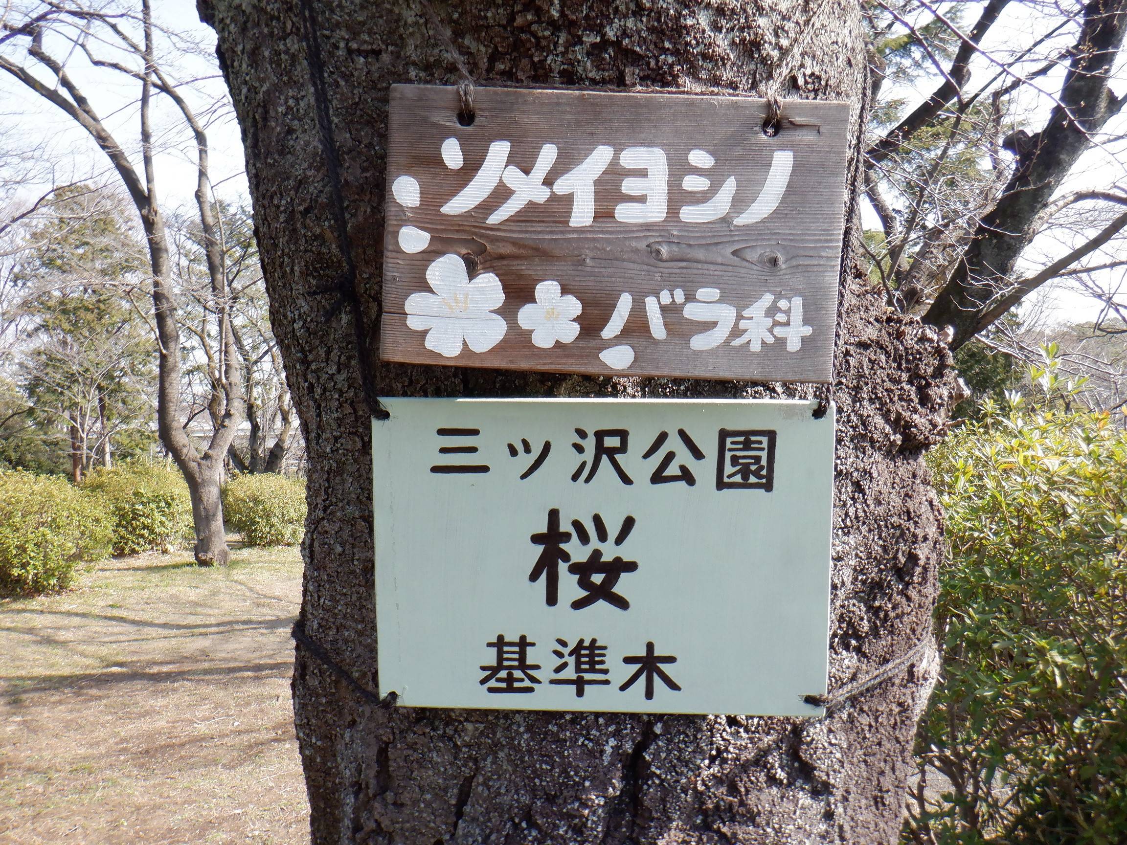 桜つぼみ 樹名板.jpg