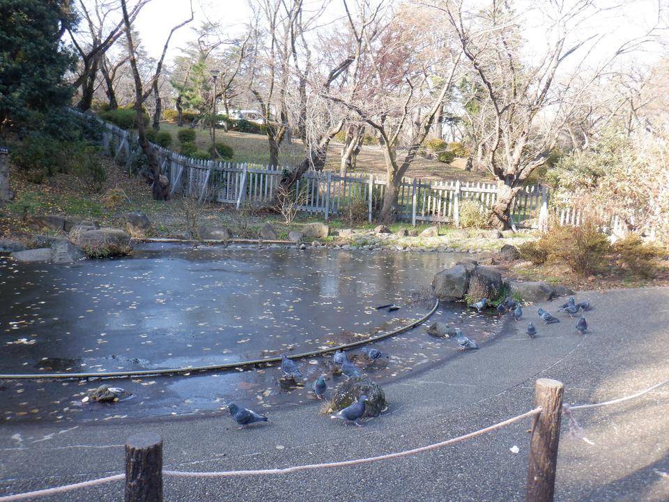 池の氷はと3.jpg