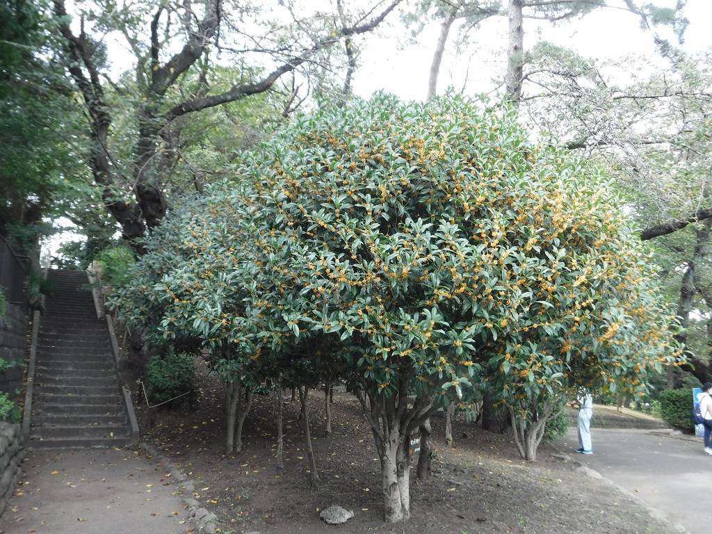キンモクセイが満開です ブログ 三ツ沢公園公式サイト 公益財団法人 横浜市緑の協会