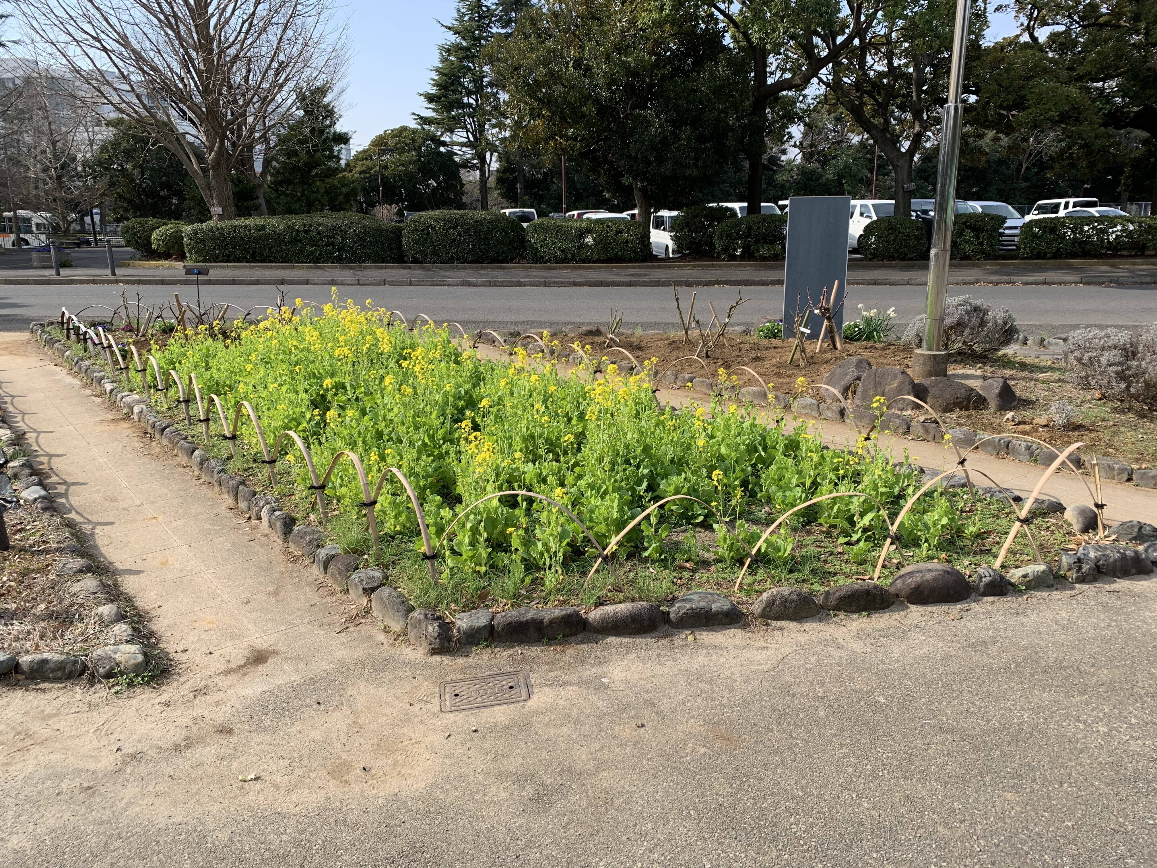菜の花が咲きはじめました ブログ 三ツ沢公園公式サイト 公益財団法人 横浜市緑の協会 菜の花が咲きはじめました ブログ 三ツ沢公園公式サイト 公益財団法人 横浜市緑の協会