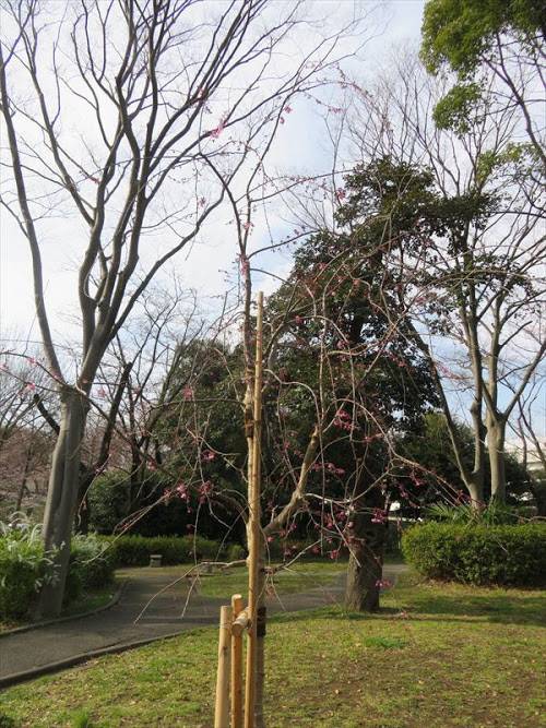 40周年 植樹H29.jpg