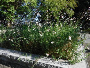 ガウラが再び咲いています