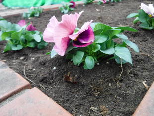 花壇の植付けをしました！
