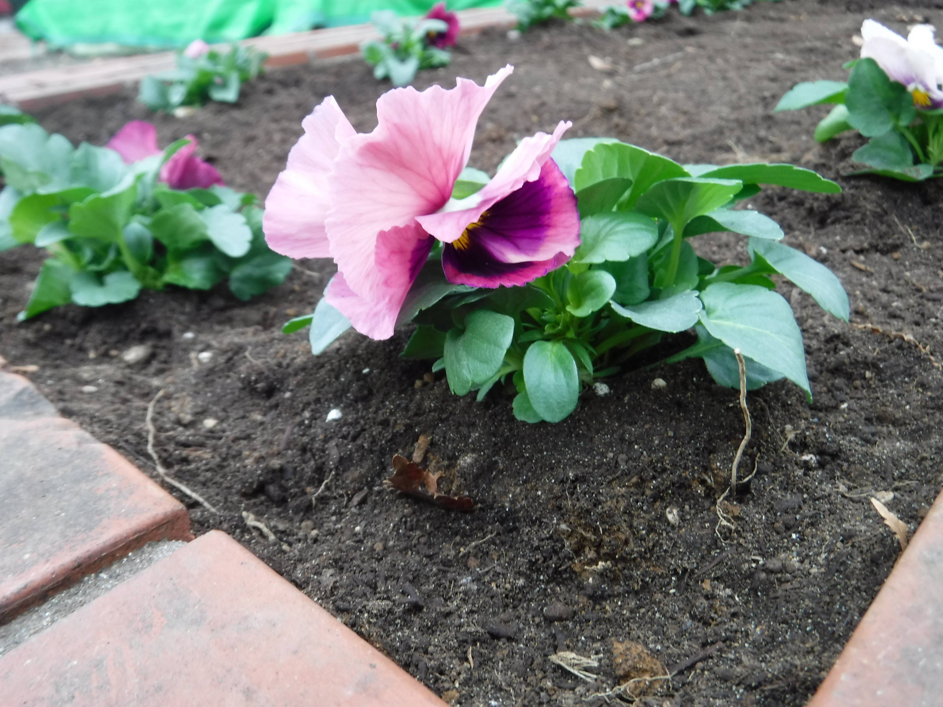 花壇の植付けをしました!の写真