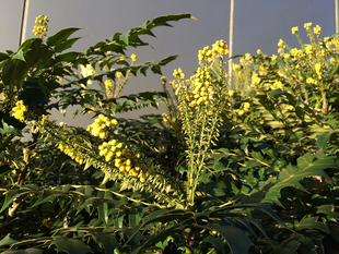 ヒイラギナンテンの花