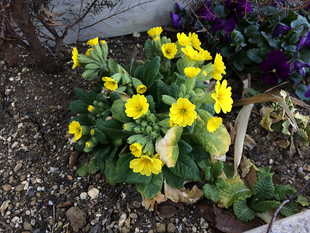 クリスマスローズ、プリムラが咲きました！