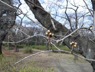 三ッ沢公園のサクラ開花情報