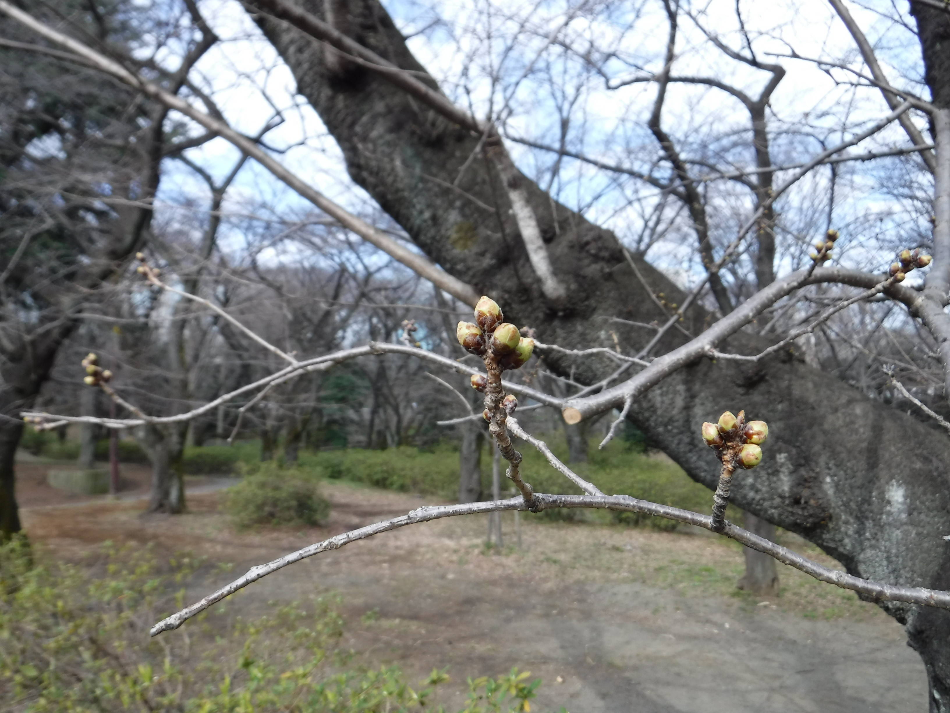 三ッ沢公園のサクラ開花情報の写真