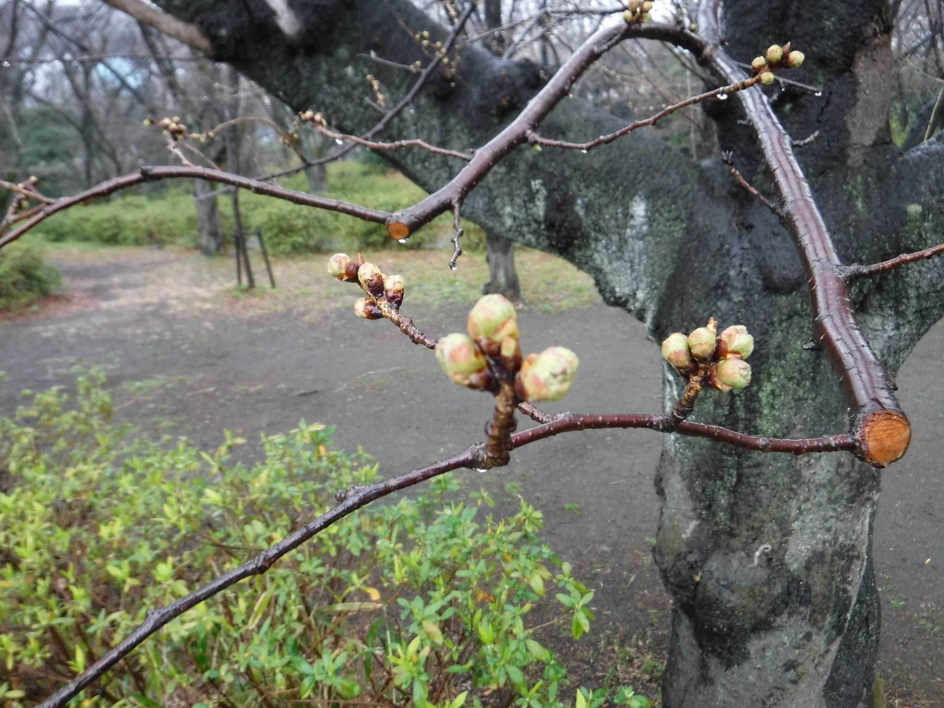 三ツ沢公園のサクラの開花情報の写真