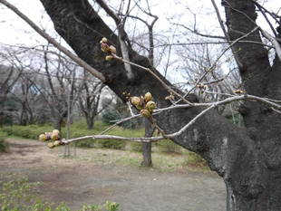三ツ沢公園のサクラ開花情報