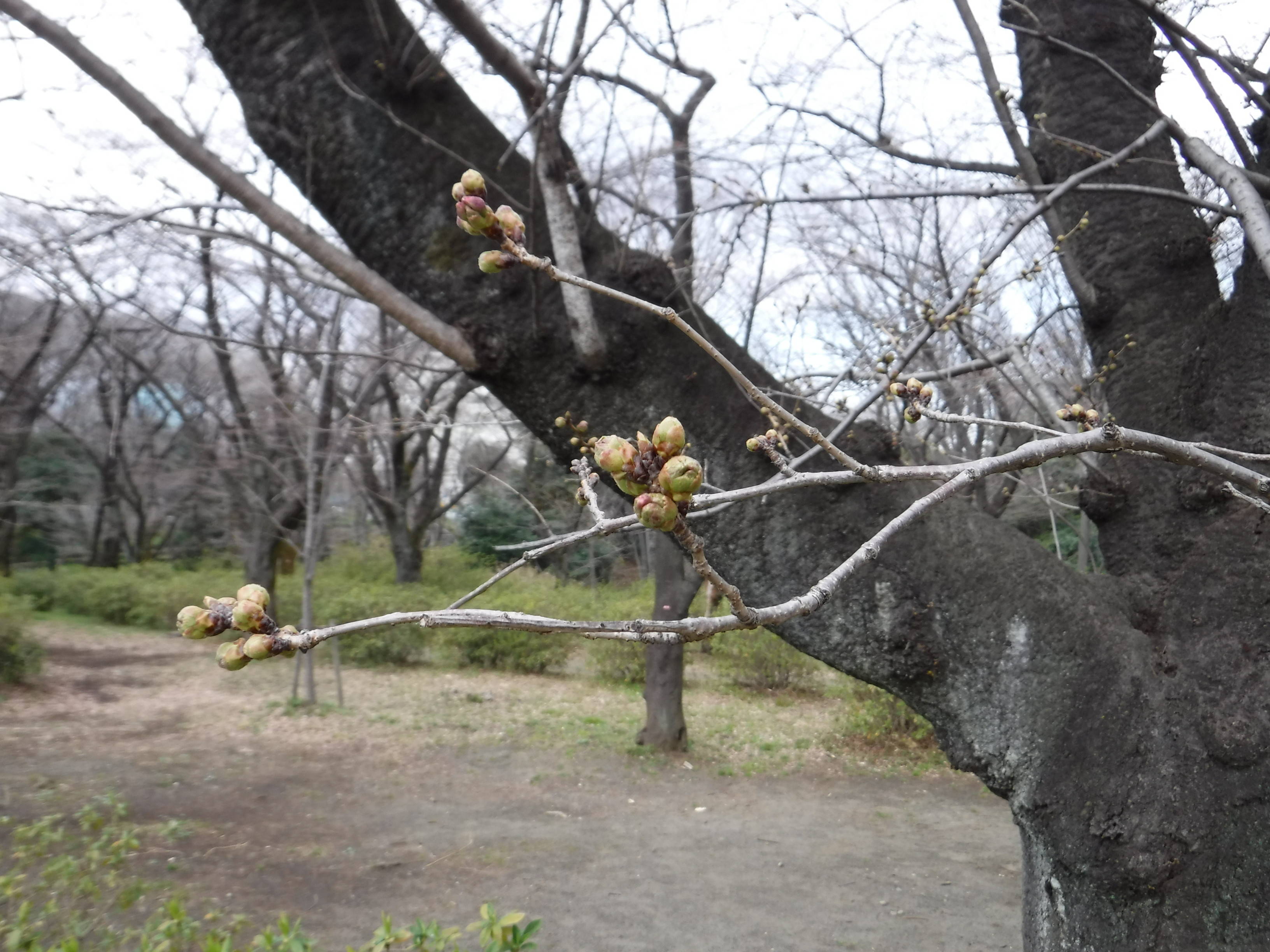 三ツ沢公園のサクラ開花情報の写真