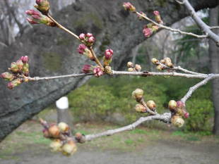 三ツ沢公園のサクラ開花情報