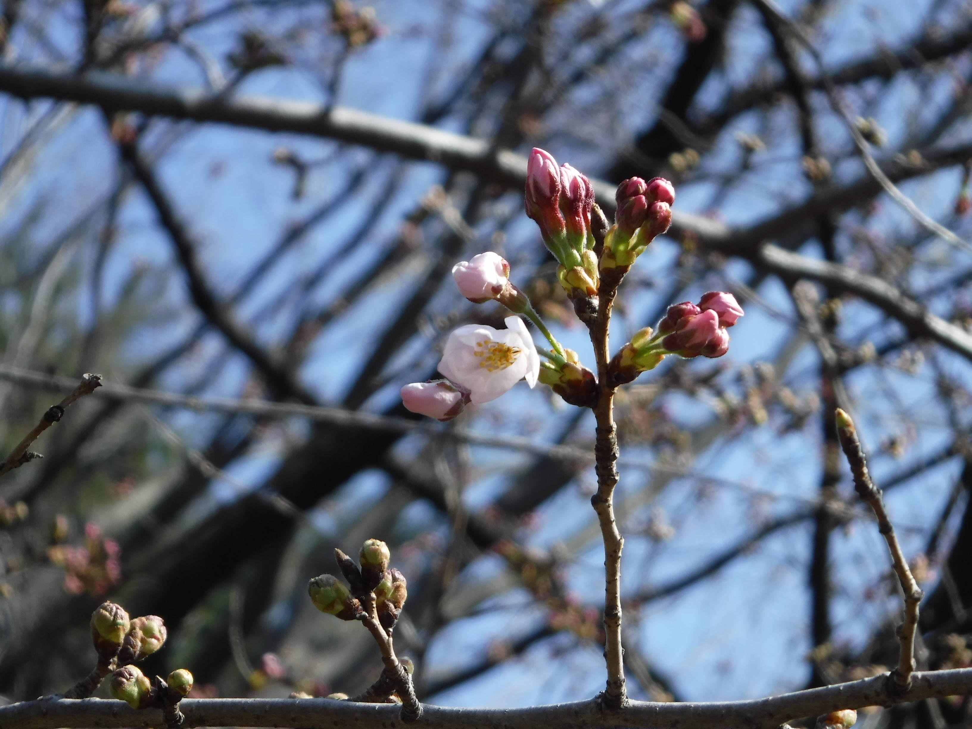 三ツ沢公園のサクラ開花情報の写真